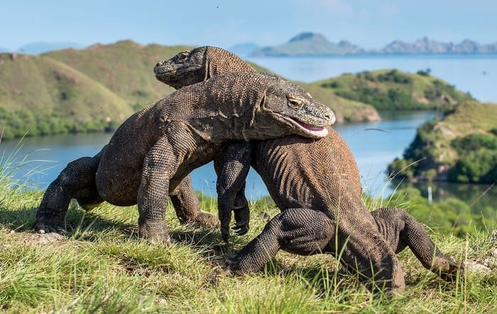 Wisata Pulau Komodo - Tips Wisata Pulau Komodo