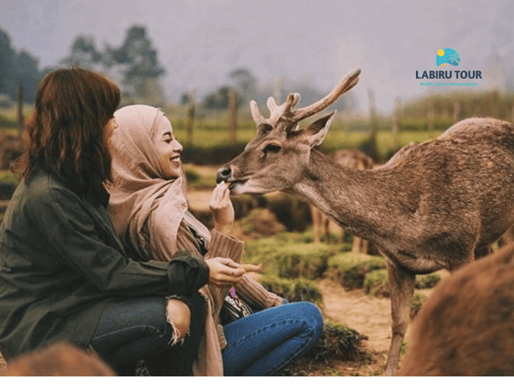 Gathering Bandung Lembang Ciwidey 3 Hari 2 Malam | Labiru Tour